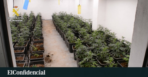 Desmantelan una plantación de marihuana en Oliva (Valencia), incautan 17 kilos y detienen a una persona