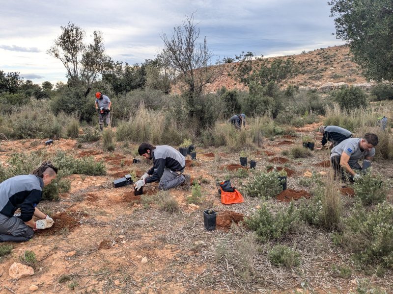 La Comunitat Valenciana lidera en España la recuperación de flora amenazada