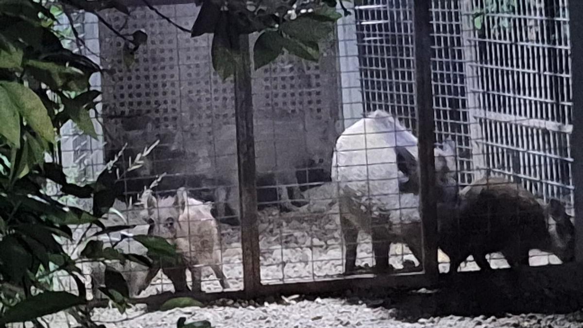 La Safor contra la invasión: la sobrepoblación de jabalíes obliga a los municipios a reinventar el control animal en una comarca al límite